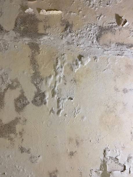 Best Kitchen Mold Remediation in Early, TX