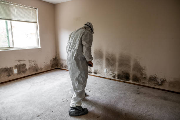 Best Post-Flood Mold Remediation in Early, TX